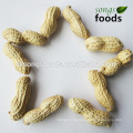 Amendoim com casca da China Shandong Origem 9/11 11/13 Amendoim torrado